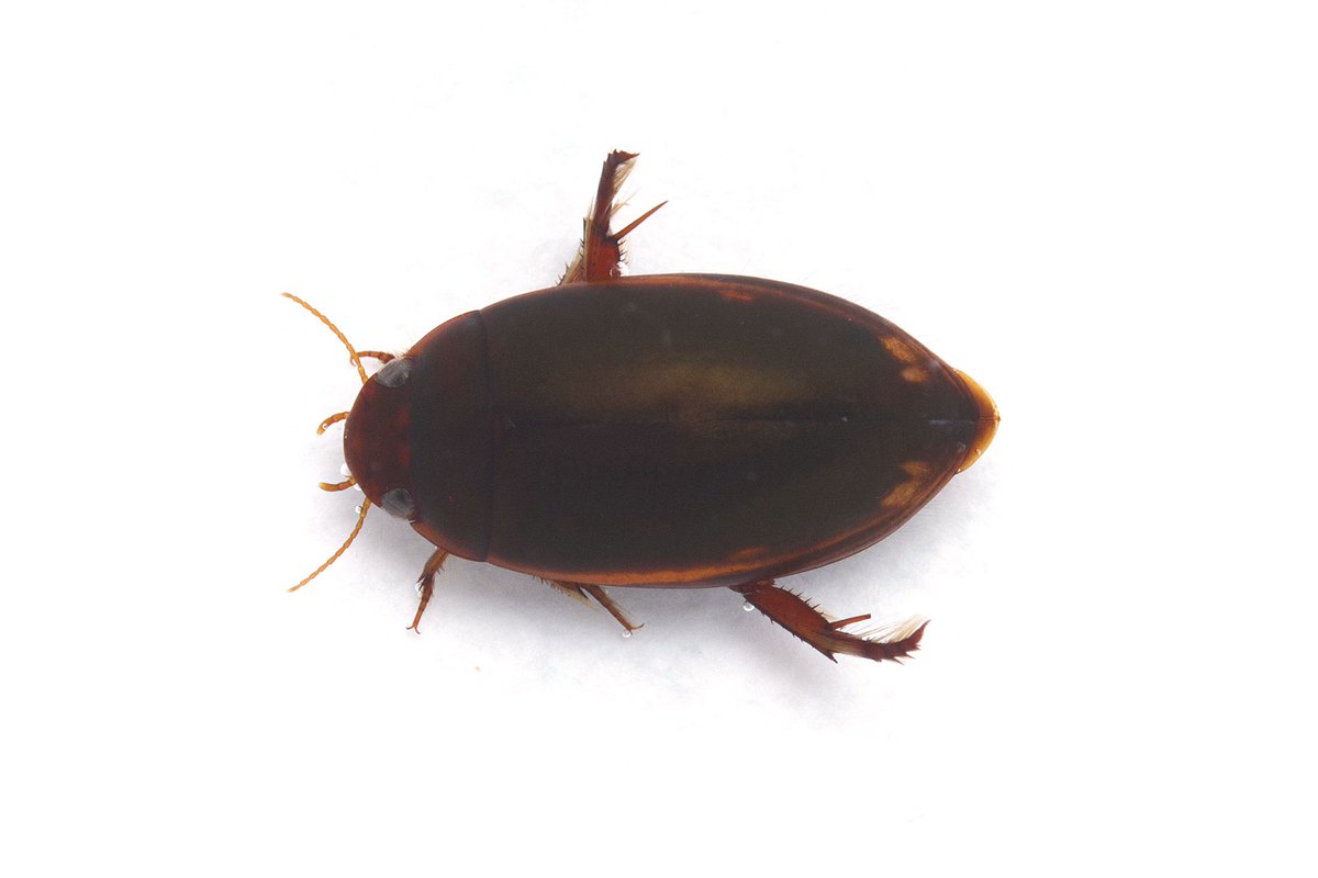 キベリクロヒメゲンゴロウ
ナミゲンがいるようなThe 良い沼みたいな所にいるイメージ。かっこいい