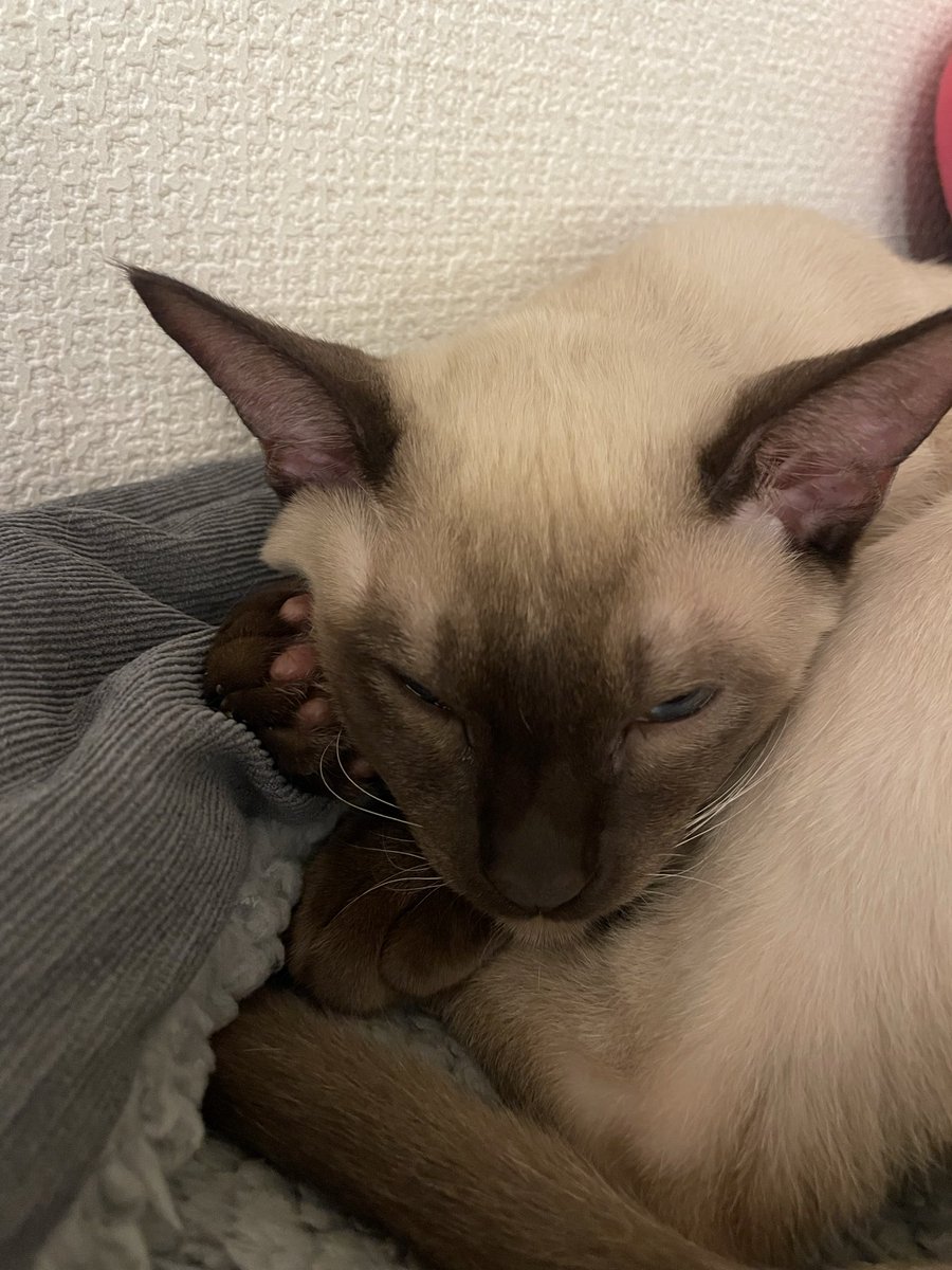 めにちゃんねる tweet media