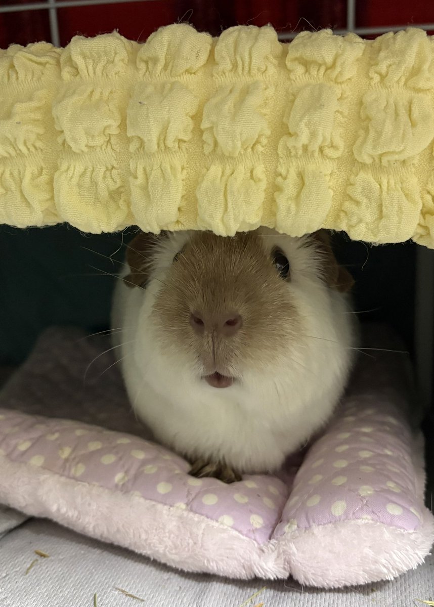 もるさんaimo🧵Little Fellows morusan tweet media