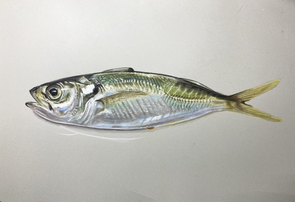 OHP95kg ウツシロ　ハルヒラ tweet media