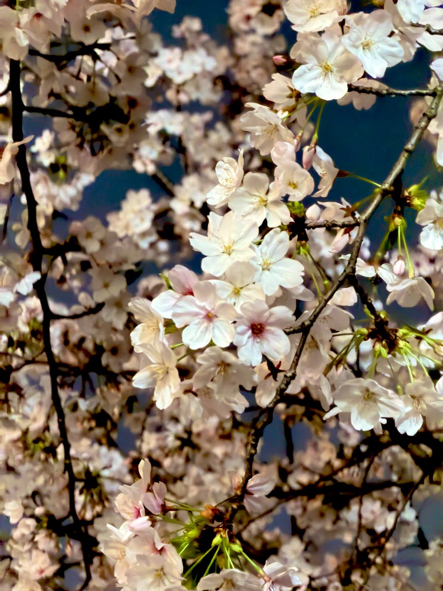 Forester0805_Toshi tweet media