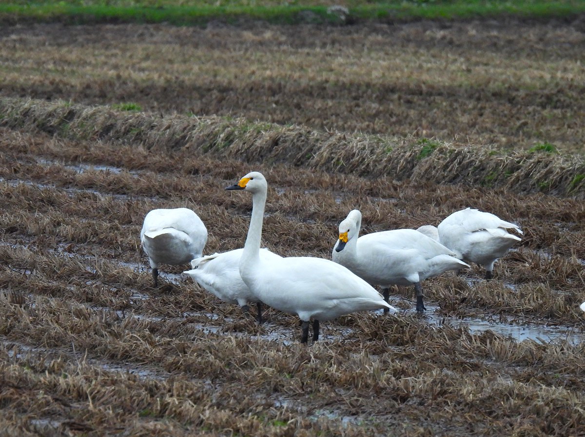 楢山おんじ tweet media