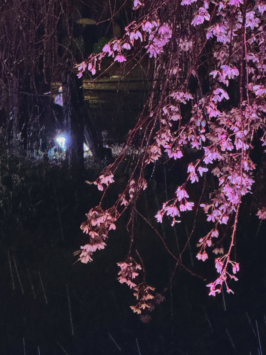 夜桜名古屋フレンズ🌸
なんか久々だぁぁ嬉しいｯｯ🥹