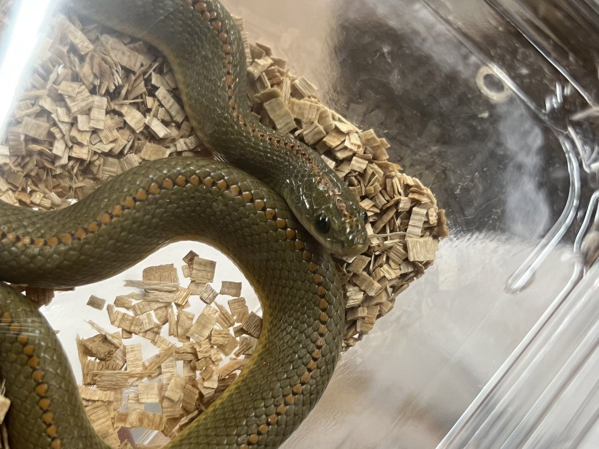 爬虫類ショップアンテナ 【井尻店】 tweet media