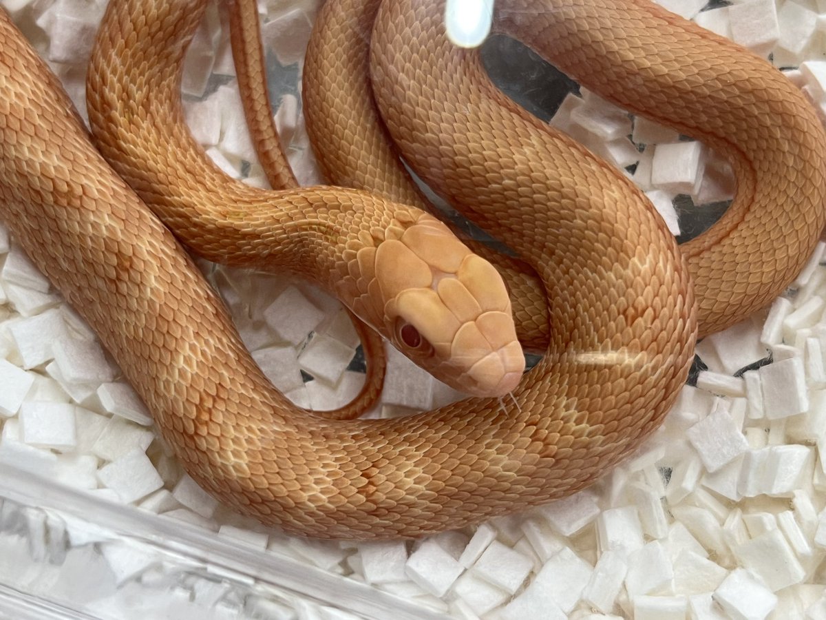 爬虫類ショップアンテナ 【井尻店】 tweet media