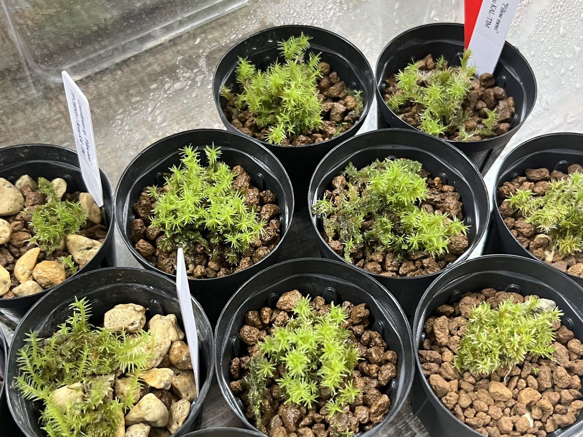 爬虫類ショップアンテナ 【井尻店】 tweet media