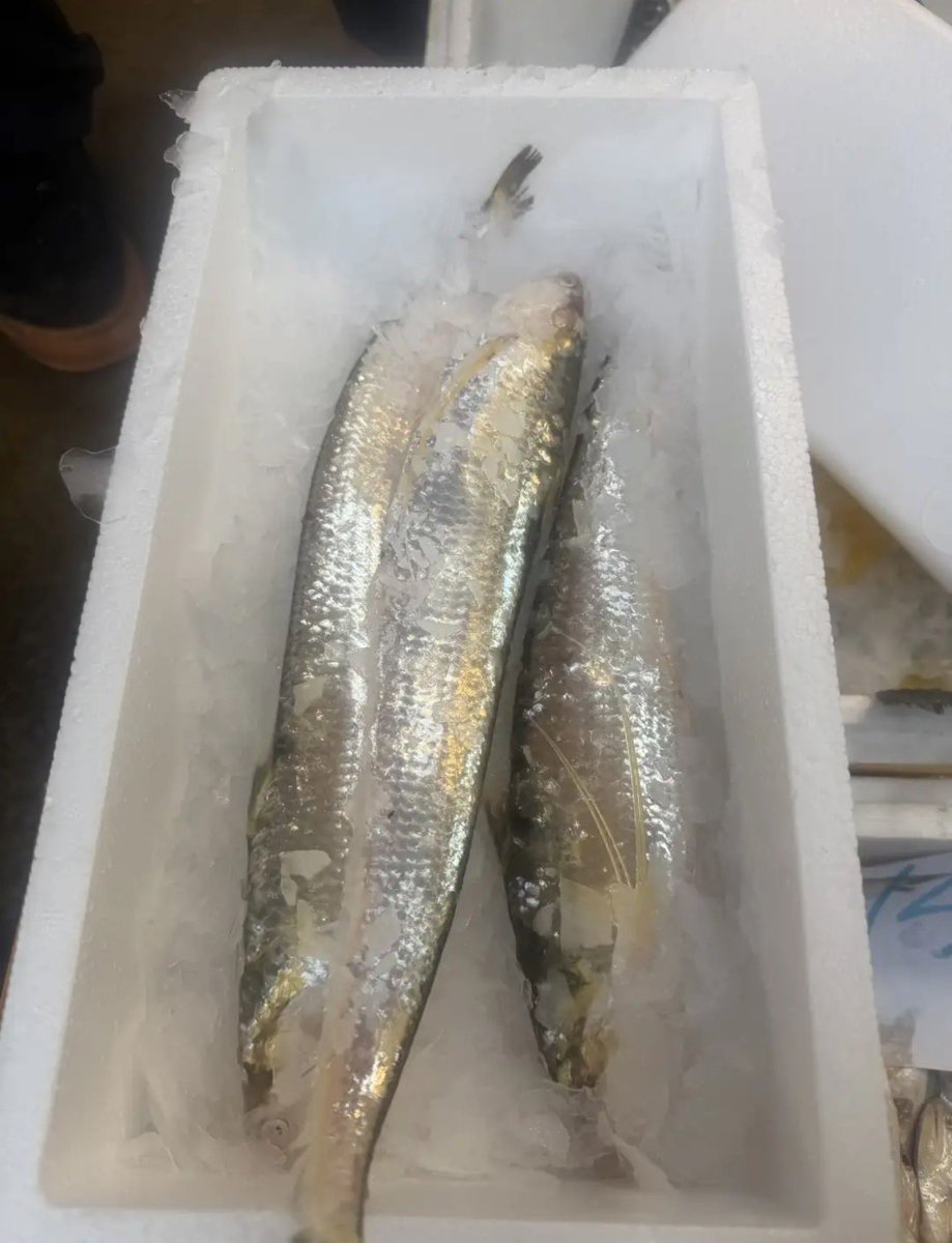 趙趕驢 tweet media