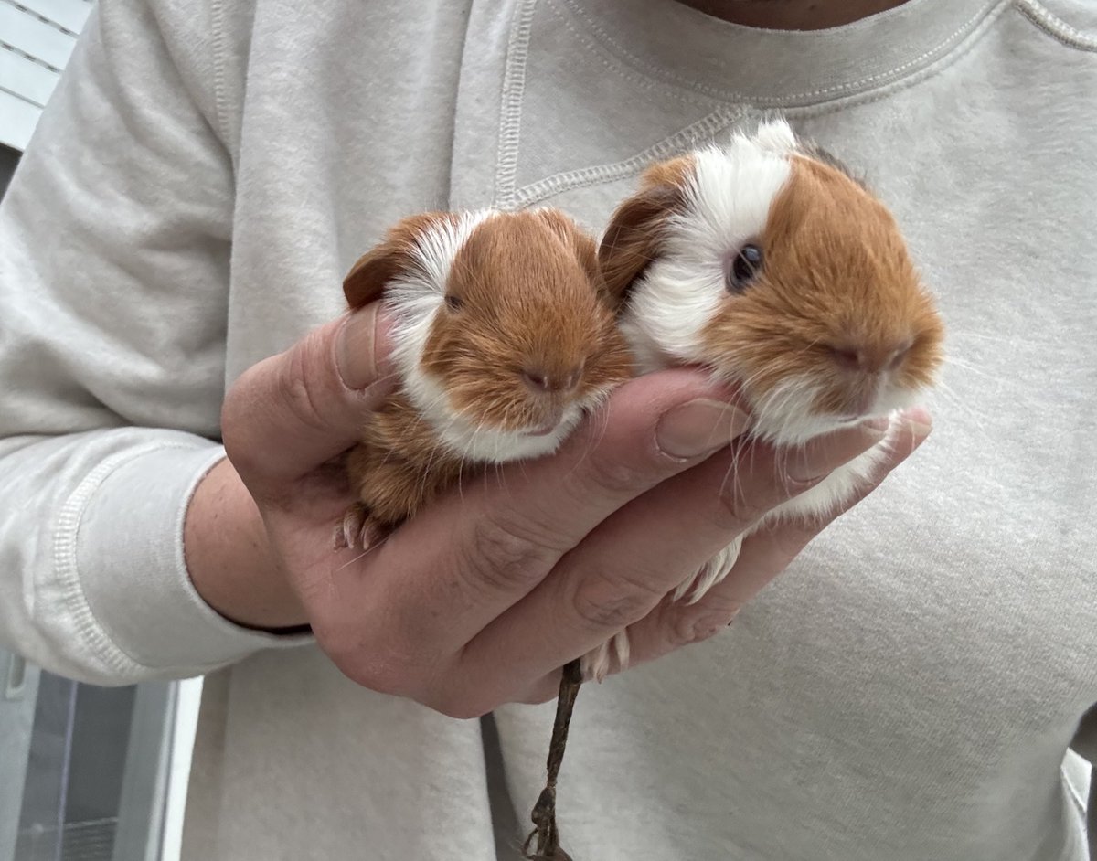 La Maison Des Chons 💪🦀 tweet media