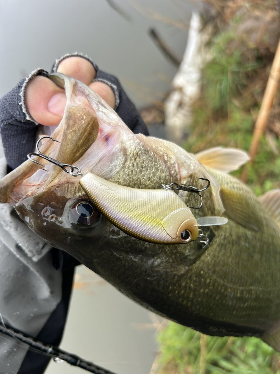 波呂 魁人 tweet media