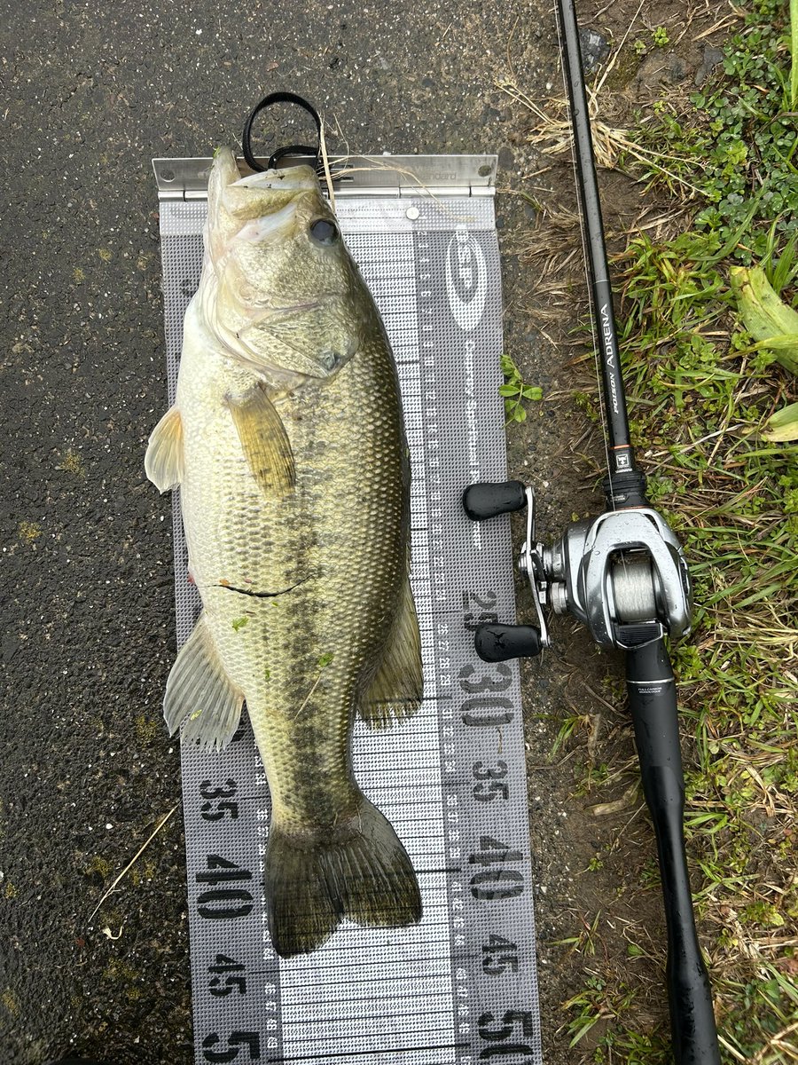 波呂 魁人 tweet media