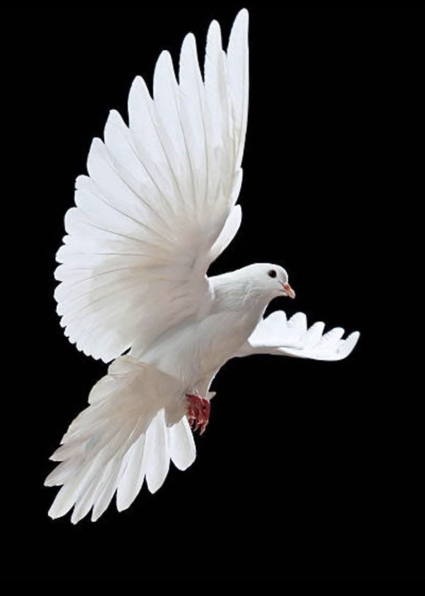 O.R.A.C.L.E 🪬🕊️ tweet media