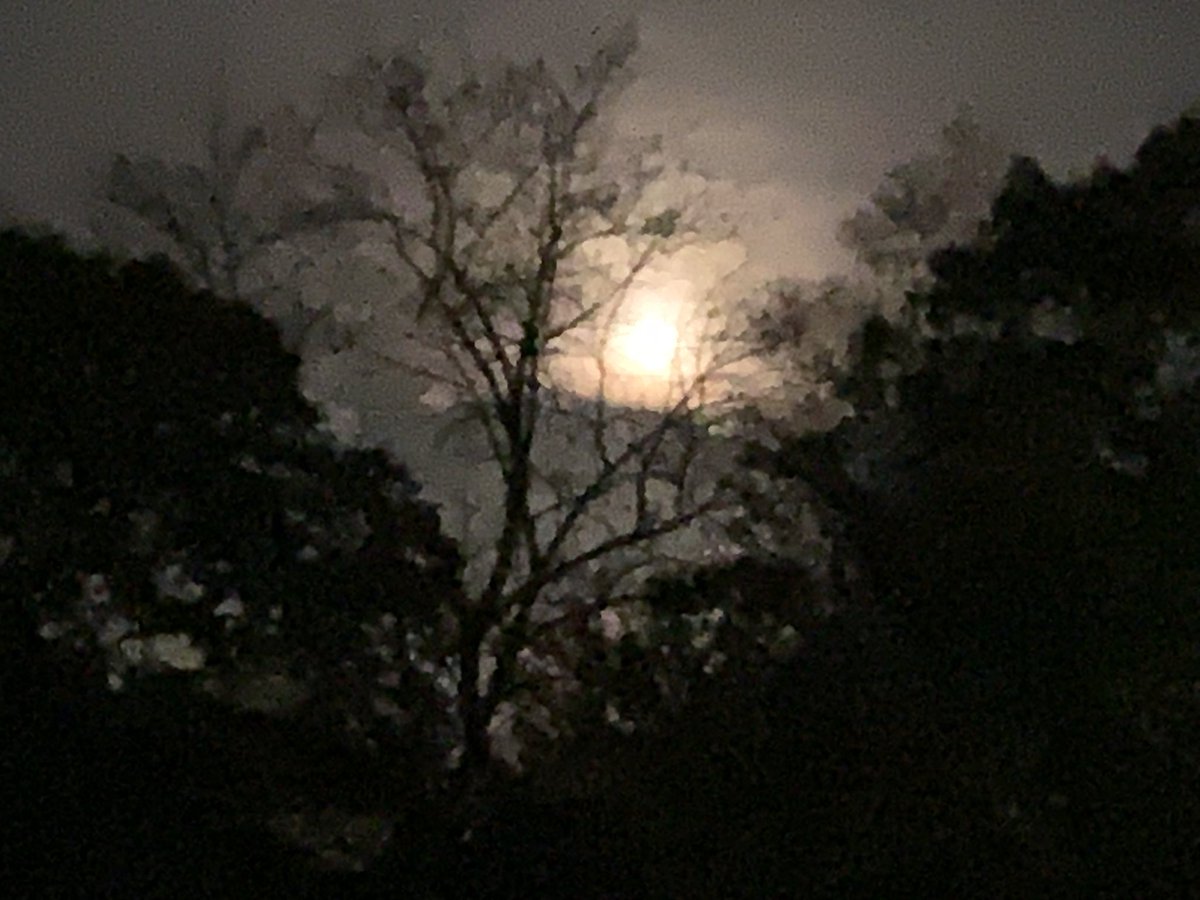 HalfStep tweet media