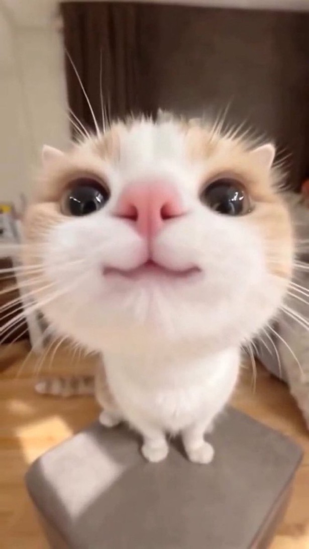 藤井波浪 tweet media