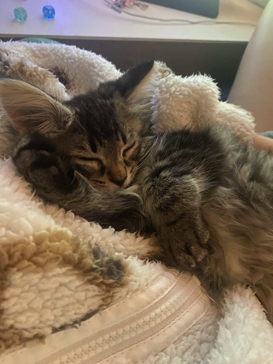 kitija ᗢ kitkat duo ceo tweet media