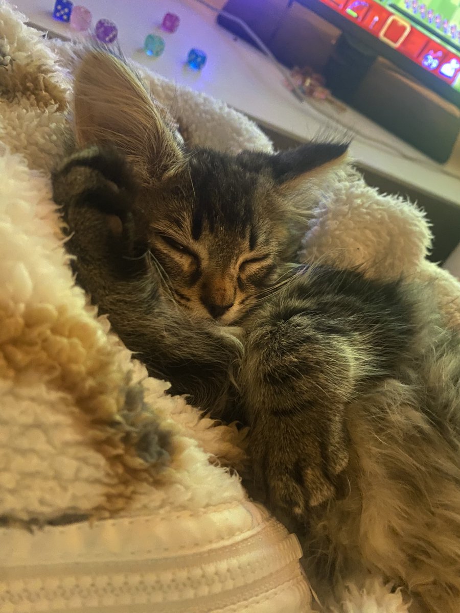 kitija ᗢ kitkat duo ceo tweet media