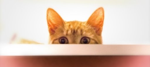 GuGuk 360 tweet media