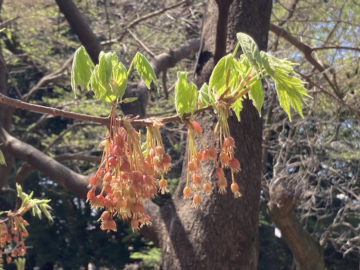 竹下大学/品種ナビゲーター tweet media