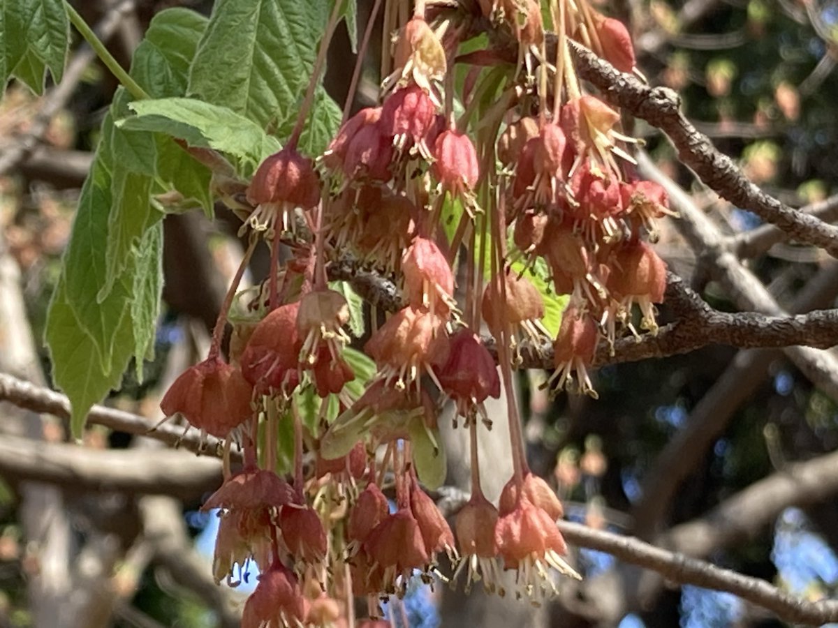 竹下大学/品種ナビゲーター tweet media