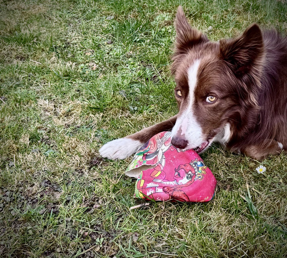 Spirelli1.0 tweet media