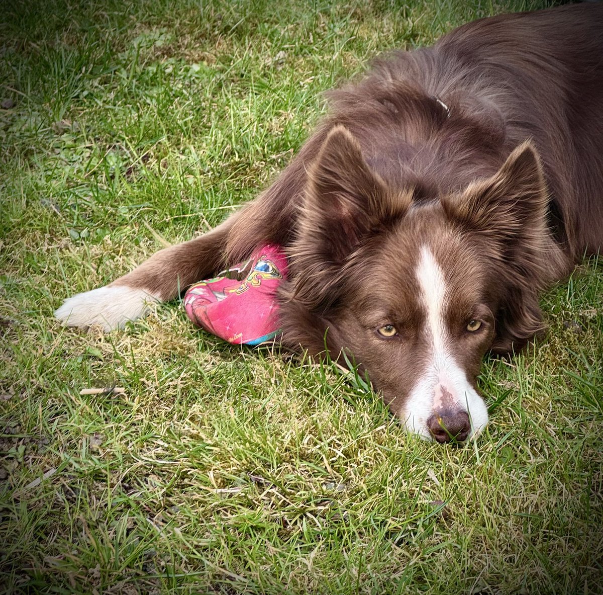 Spirelli1.0 tweet media