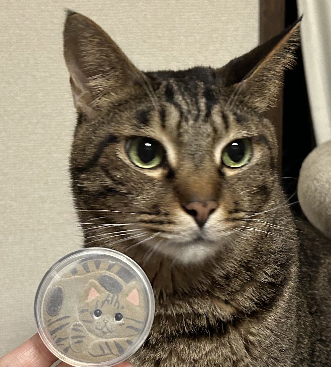 ちろびびもふもふSHOP かぴち tweet media