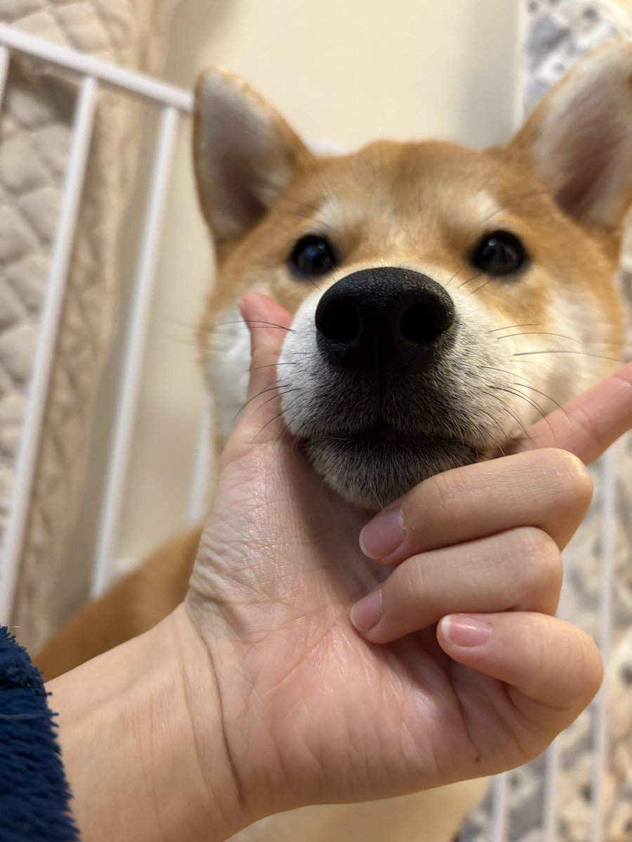 びわのすけ tweet media