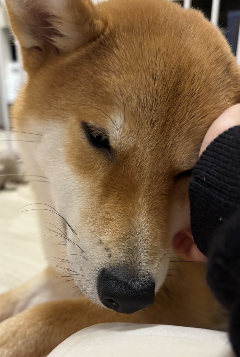 びわのすけ tweet media