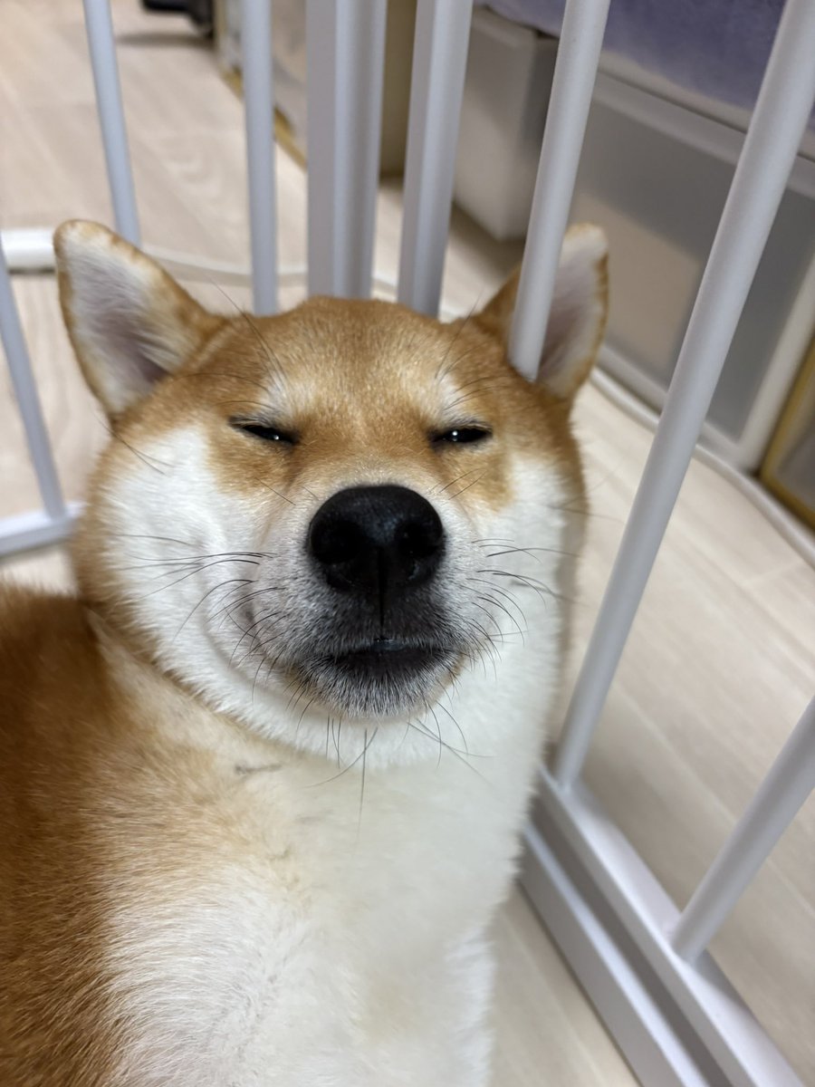 びわのすけ tweet media