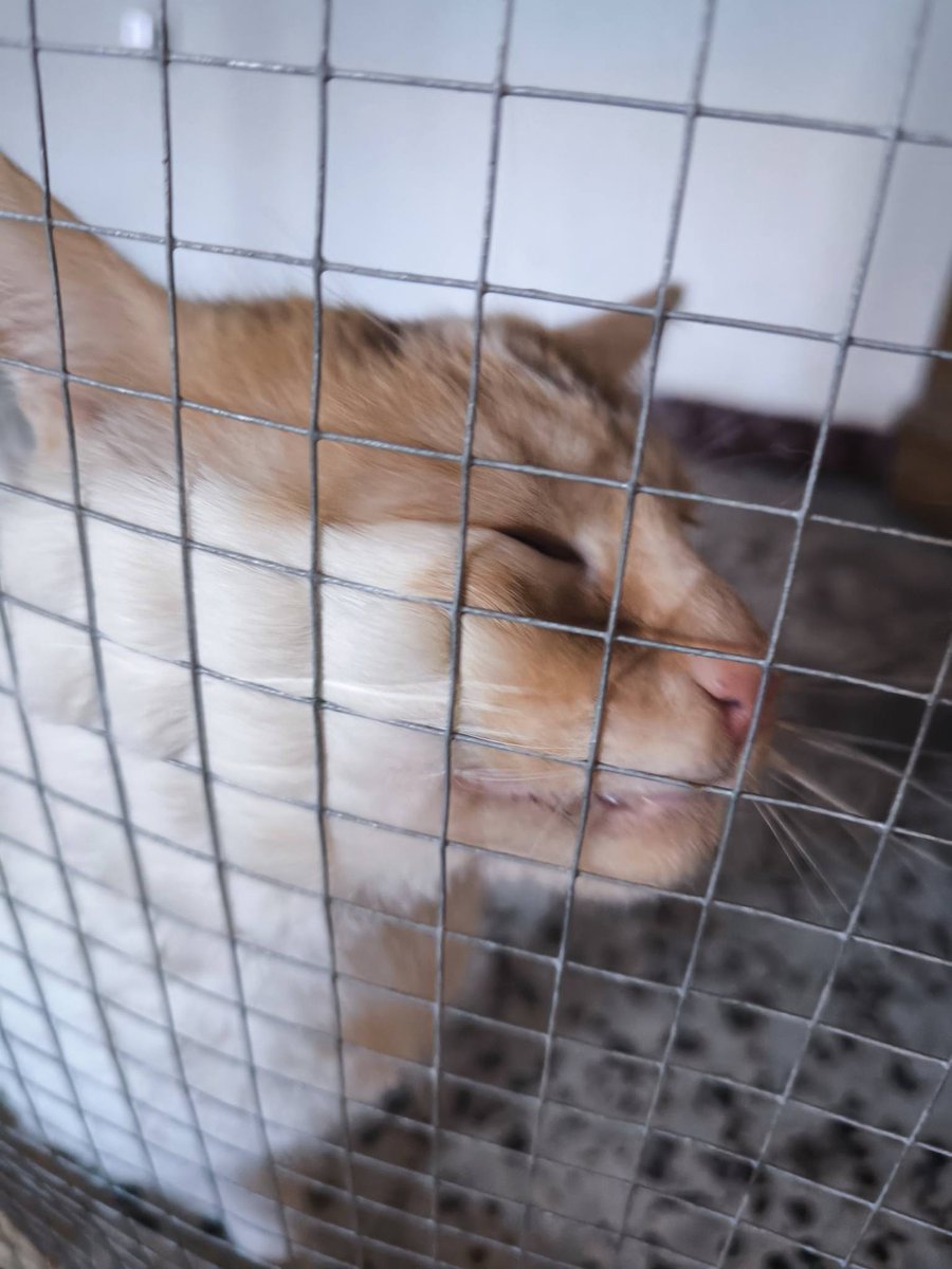 SOS Abuelos tweet media