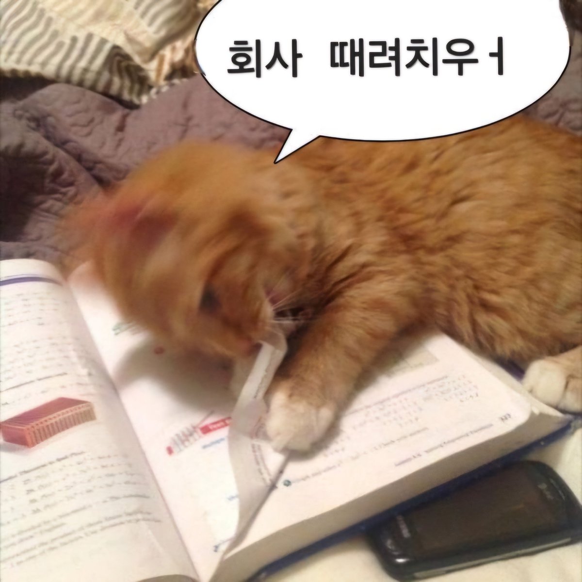 크밍🍀🧢 tweet media