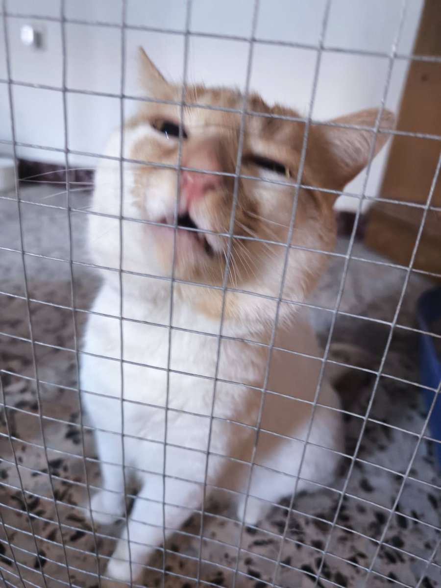 SOS Abuelos tweet media