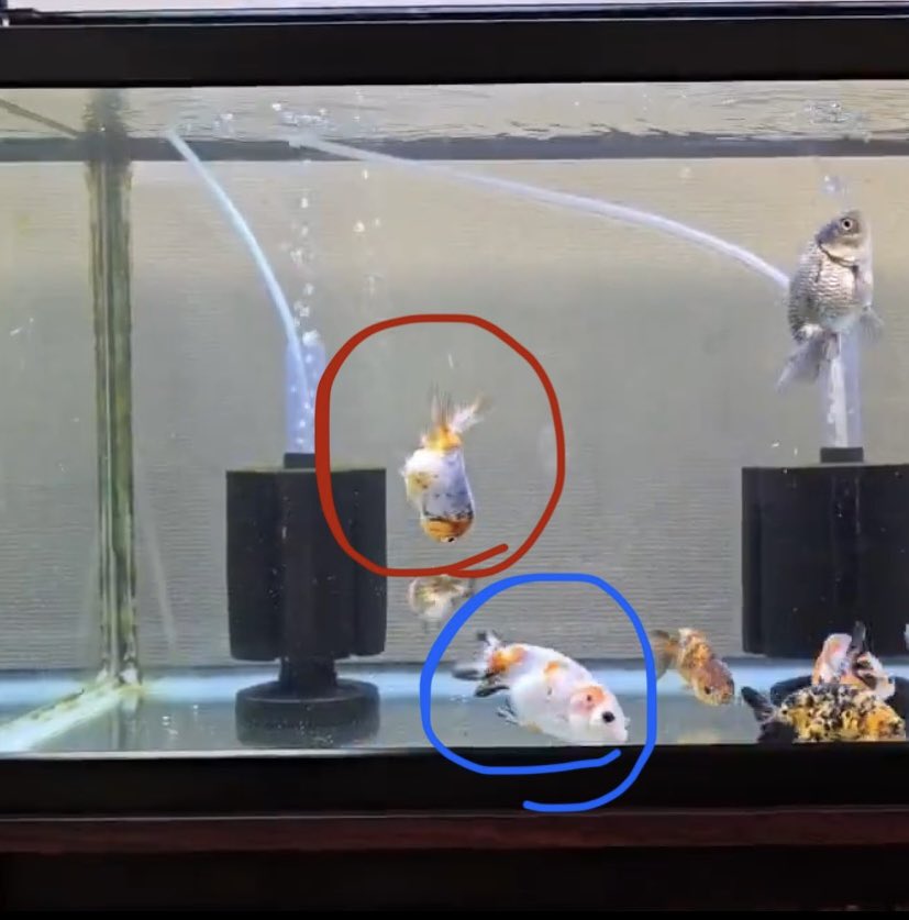 snow（雑多垢） tweet media