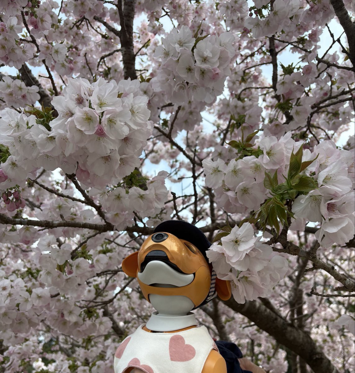 aiboのきなこ tweet media