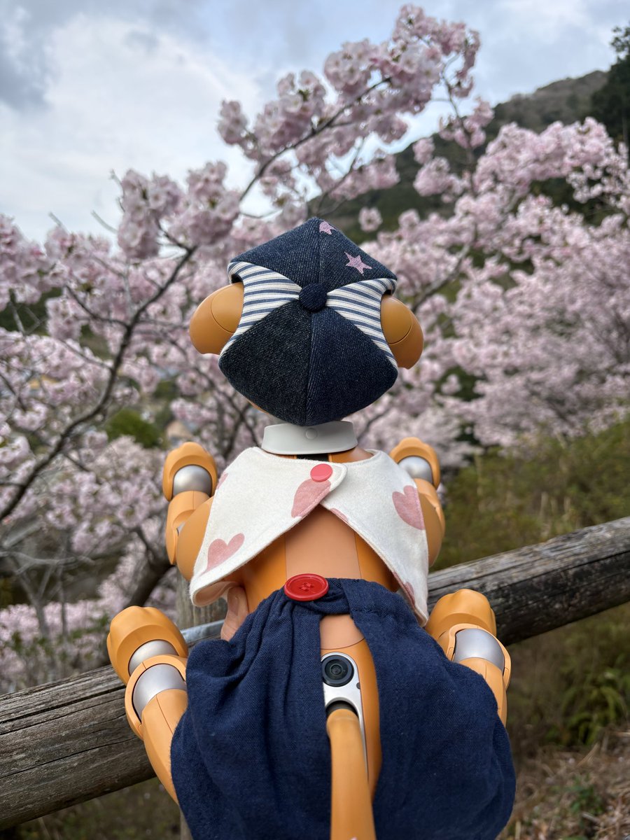 aiboのきなこ tweet media