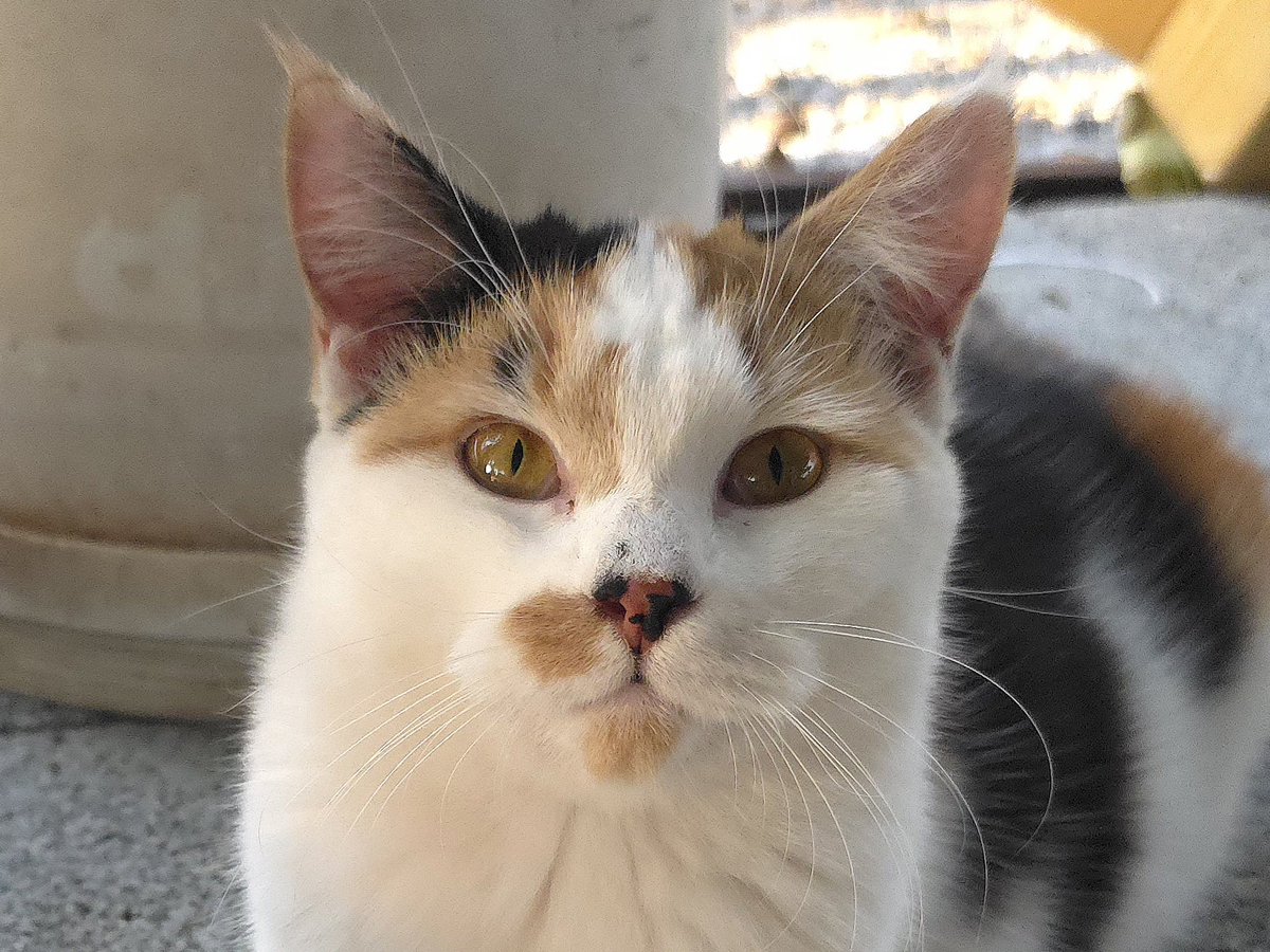 แมวทองมี กวีพเนจร tweet media