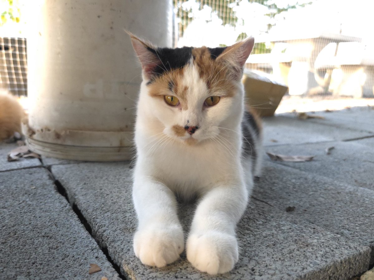 แมวทองมี กวีพเนจร tweet media