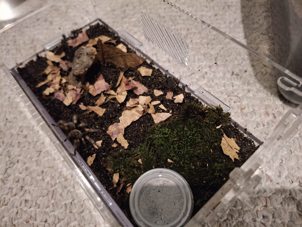 [Sp]MBlueS tweet media