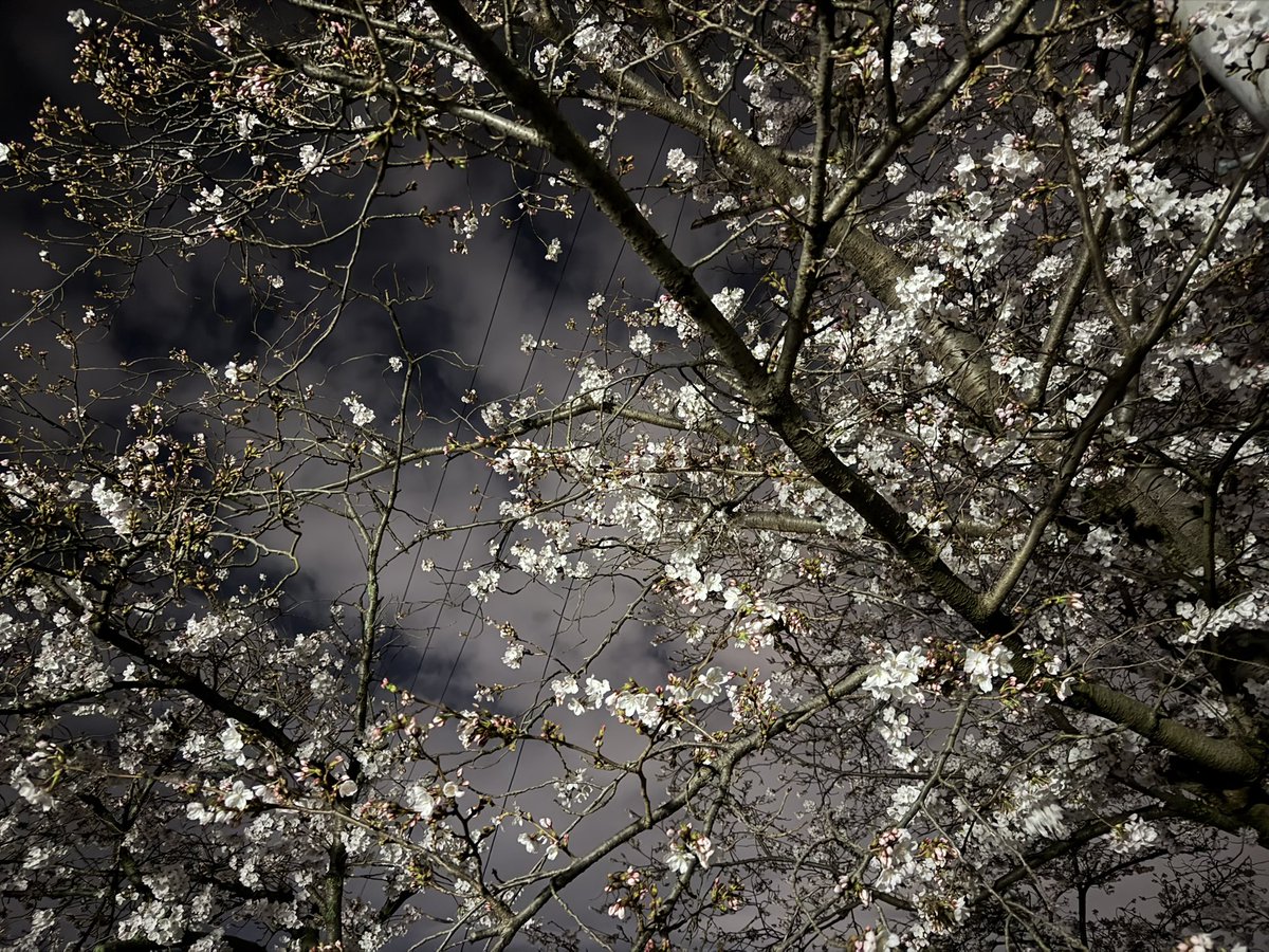 ニホンカワウソ幻(げん)ちゃん【公式】 tweet media