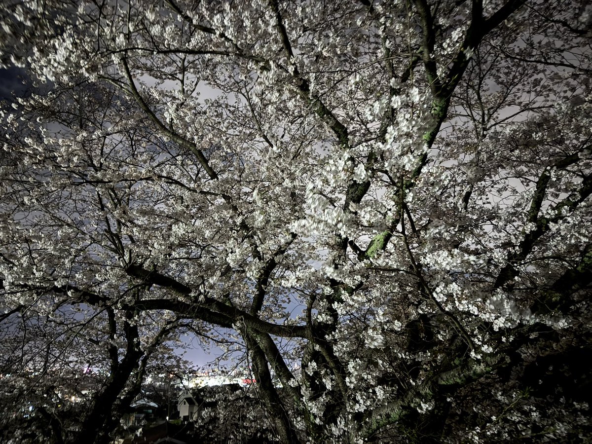 ニホンカワウソ幻(げん)ちゃん【公式】 tweet media