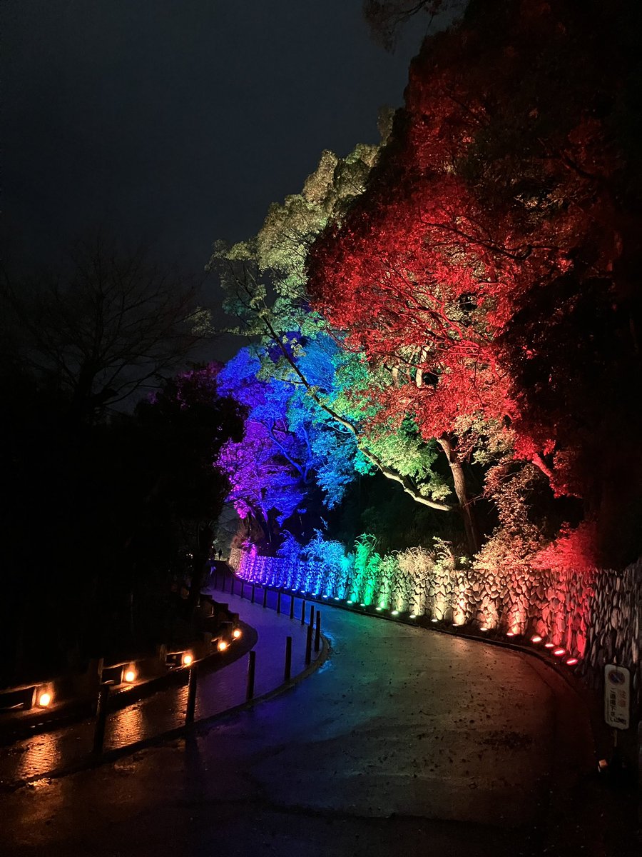 p1cstaff's tweet photo. 〝敦盛桜夜桜〟
雨上がりは照明映えして綺麗です！
来場者も少なくて、ゆっくり楽しめます♪

#敦盛桜2026 
#須磨浦公園 
#桜 
#夜桜 
#ライトアップ 
#照明演出 https://t.co/6f3Xem7wlv