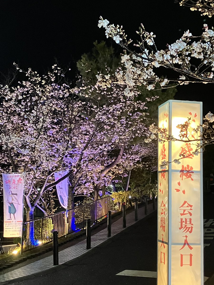 p1cstaff's tweet photo. 〝敦盛桜夜桜〟
雨上がりは照明映えして綺麗です！
来場者も少なくて、ゆっくり楽しめます♪

#敦盛桜2026 
#須磨浦公園 
#桜 
#夜桜 
#ライトアップ 
#照明演出 https://t.co/6f3Xem7wlv