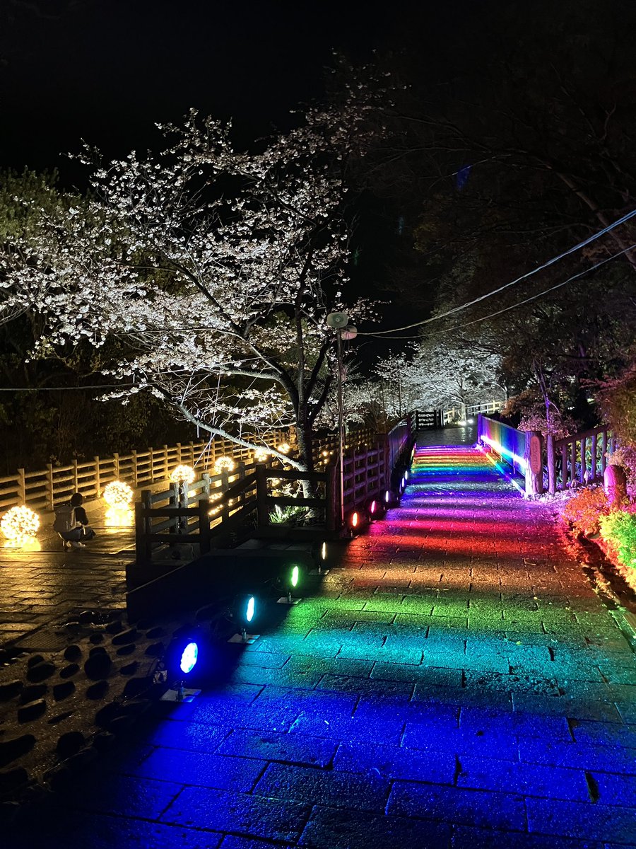 p1cstaff's tweet photo. 〝敦盛桜夜桜〟
雨上がりは照明映えして綺麗です！
来場者も少なくて、ゆっくり楽しめます♪

#敦盛桜2026 
#須磨浦公園 
#桜 
#夜桜 
#ライトアップ 
#照明演出 https://t.co/6f3Xem7wlv