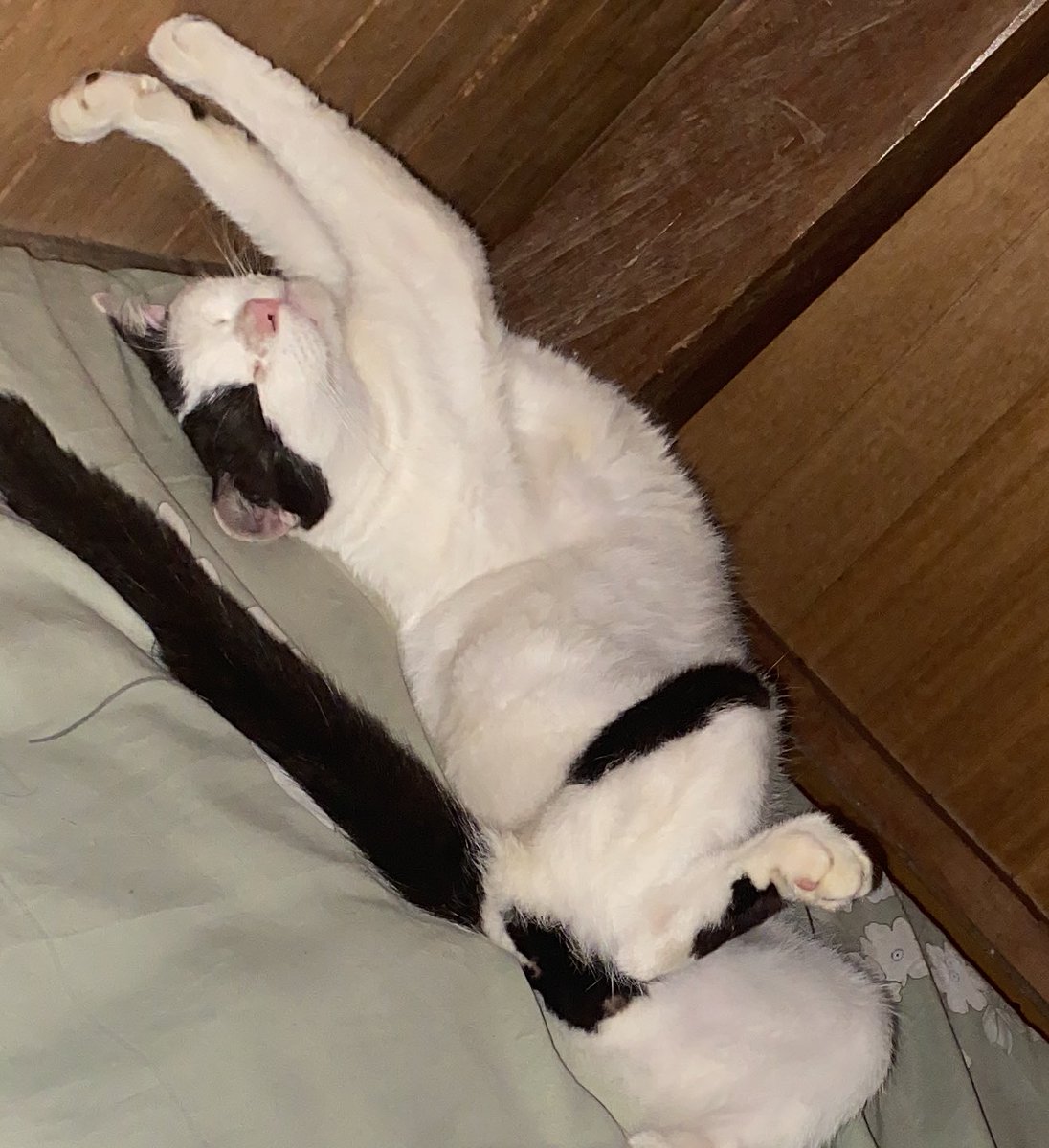 poni_catrik's tweet photo. Yang lucunya lagi selama ditinggal 2 hari adikku yg temani mpon tidur, setiap tengah malah katanya suka liatin mpon napas😭 takut banget dia tuh. Mpon kalau udh anteng tidur emang ga gerak gerak, mpon jg tidurnya lebih cepet wkwk ngikutin jam tidur adikku https://t.co/OuBPNLC2hO