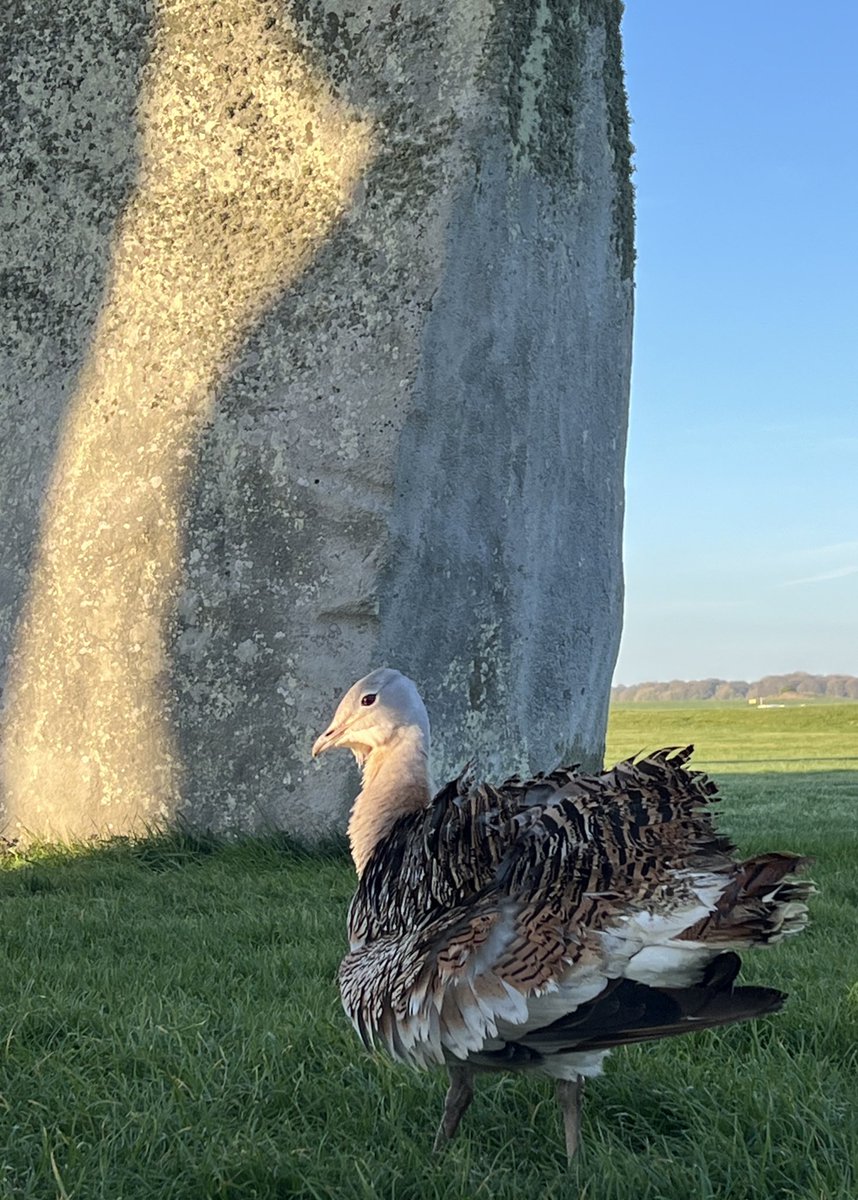 Stonehenge U.K tweet media