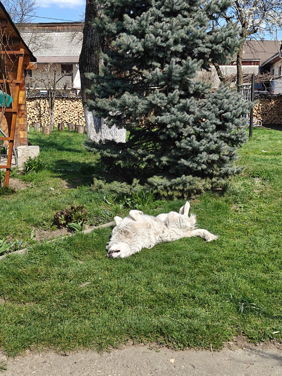 littlebutterfly tweet media