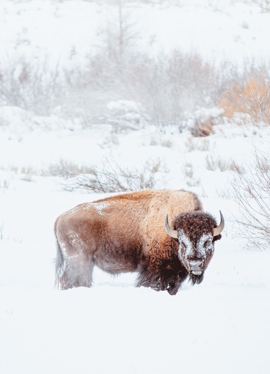 nature4u9's tweet image. Bison - Jackson Hole, Wyoming, US