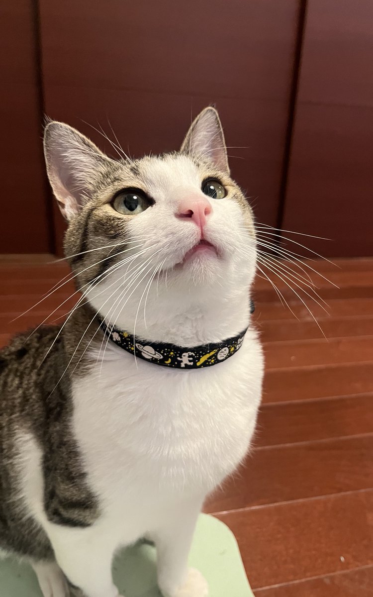 キムチ母‼️ tweet media