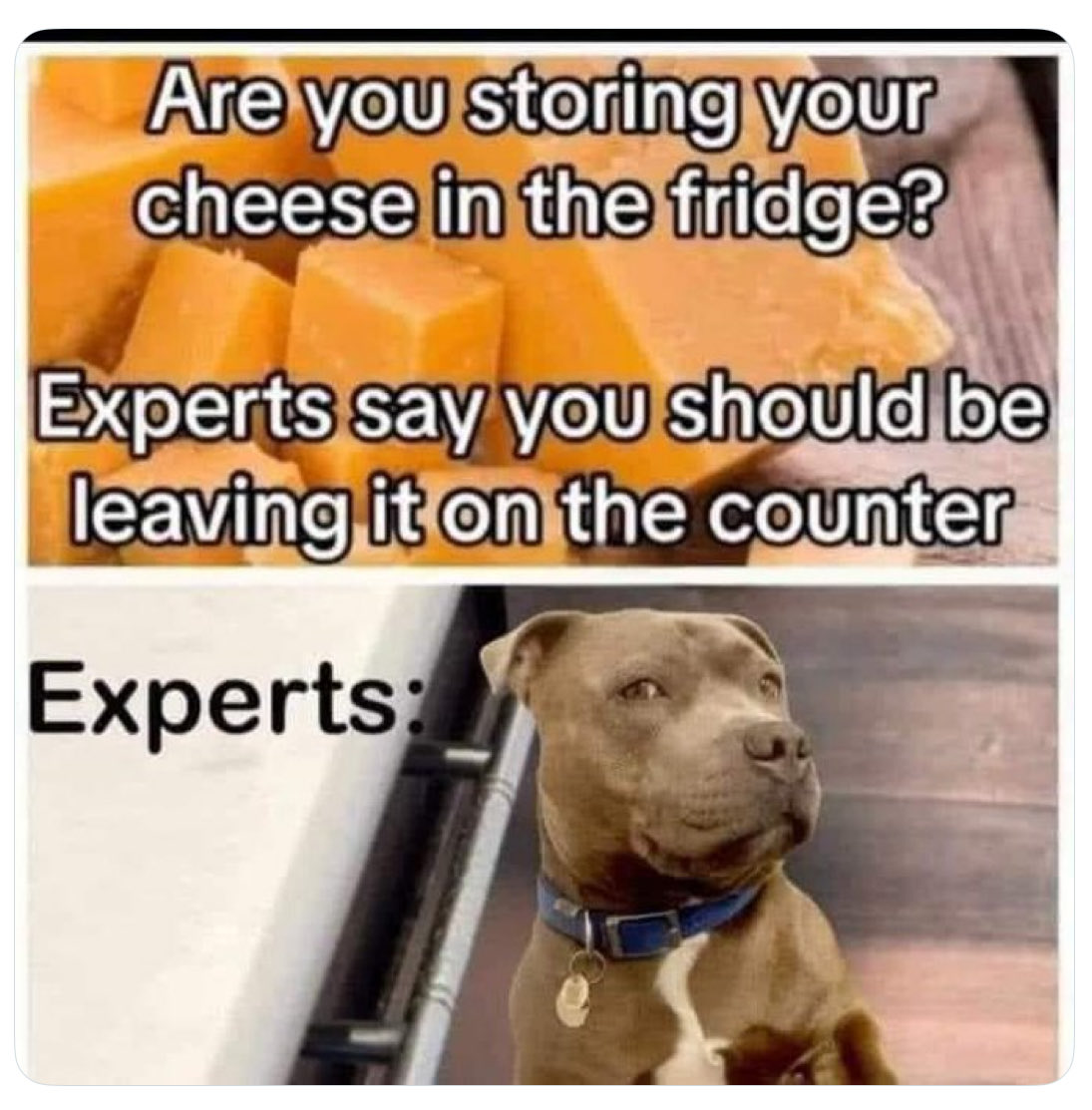 themooseisloose tweet media