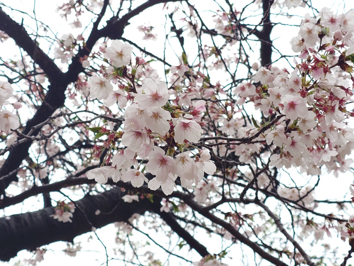 anb46510's tweet photo. 潜れてないけどダイビングショップの花見という名の飲み会に参加…
ここでしか会わない人たちとの飲みも楽しい♪ https://t.co/sUGia7czAw