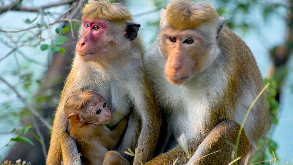 Suhail Al-Darraj | سهيل الدراج tweet media